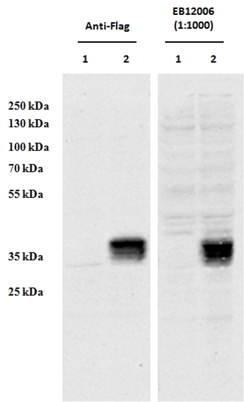 43-322 (0.01ug/ml) staining of Human (A) , Mouse (B) and Rat (C) Heart lysate (35ug protein in RIPA buffer) . Primary incubation was 1 hour. Detected by chemiluminescence.