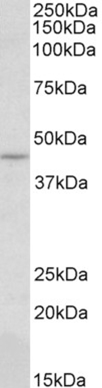 HEK293 overexpressing Human HIC1 and probed with 43-339 (0.5ug/ml) with the mock transfection in second lane. Data obtained from Dr. D. Leprince, CNRS UMR 8161, Institut de Biologie de LILLE, France