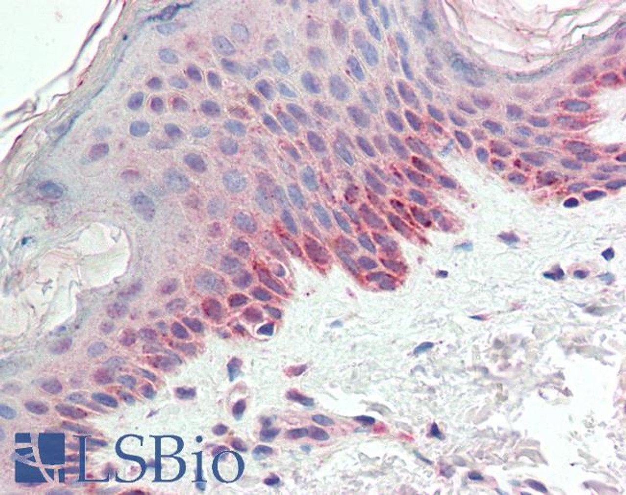 43-339 (1ug/ml) staining of A549 (A) and Jurkat (B) lysates (35ug protein in RIPA buffer) . Primary incubation was 1 hour. Detected by chemiluminescence.