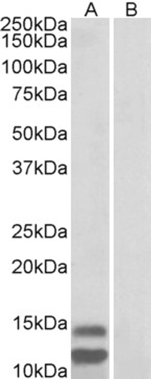 43-341 (5ug/ml) staining of paraffin embedded Human Small Intestine. Steamed antigen retrieval with citrate buffer pH 6, AP-staining. <strong>This data is from a previous batch, not on sale.</strong>