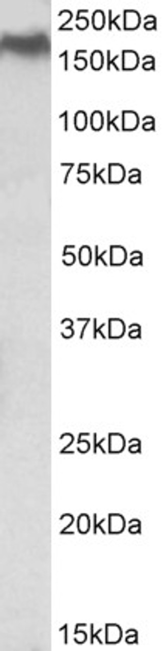 43-348 (0.5ug/ml) staining of HEK293 lysate (35ug protein in RIPA buffer) . Primary incubation was 1 hour. Detected by chemiluminescence.