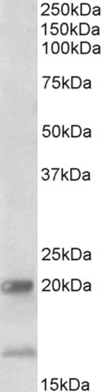 43-349 (0.3ug/ml) staining of HeLa nuclear lysate (35ug protein in RIPA buffer) . Primary incubation was 1 hour. Detected by chemiluminescence.