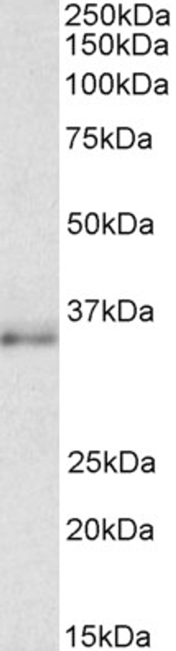 43-350 (5ug/ml) staining of paraffin embedded Human Cortex. Steamed antigen retrieval with citrate buffer pH 6, AP-staining.