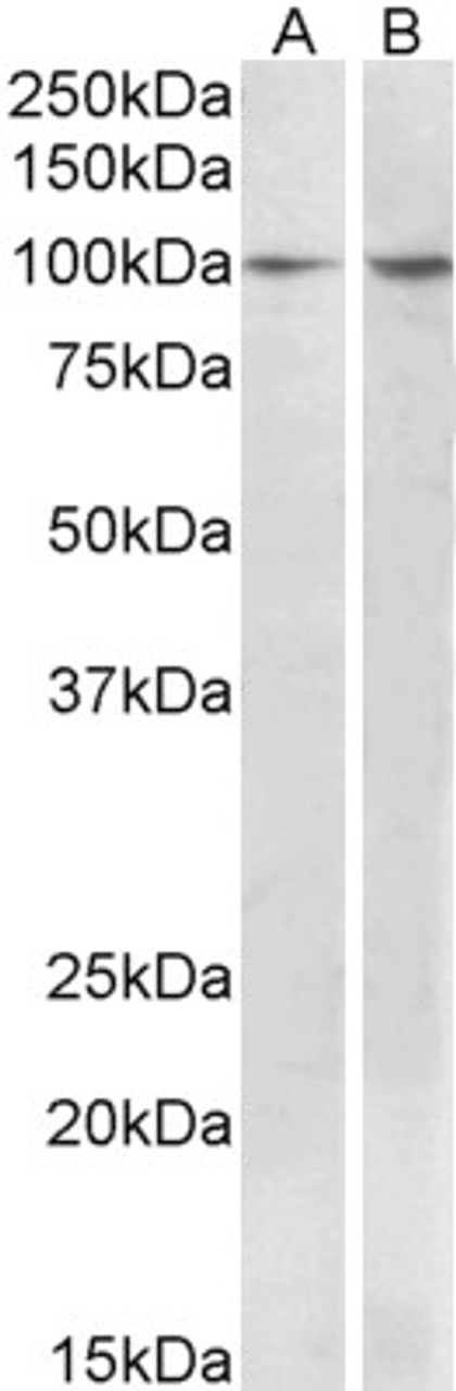 43-355 (5ug/ml) staining of paraffin embedded Human Kidney. Steamed antigen retrieval with citrate buffer pH 6, AP-staining.