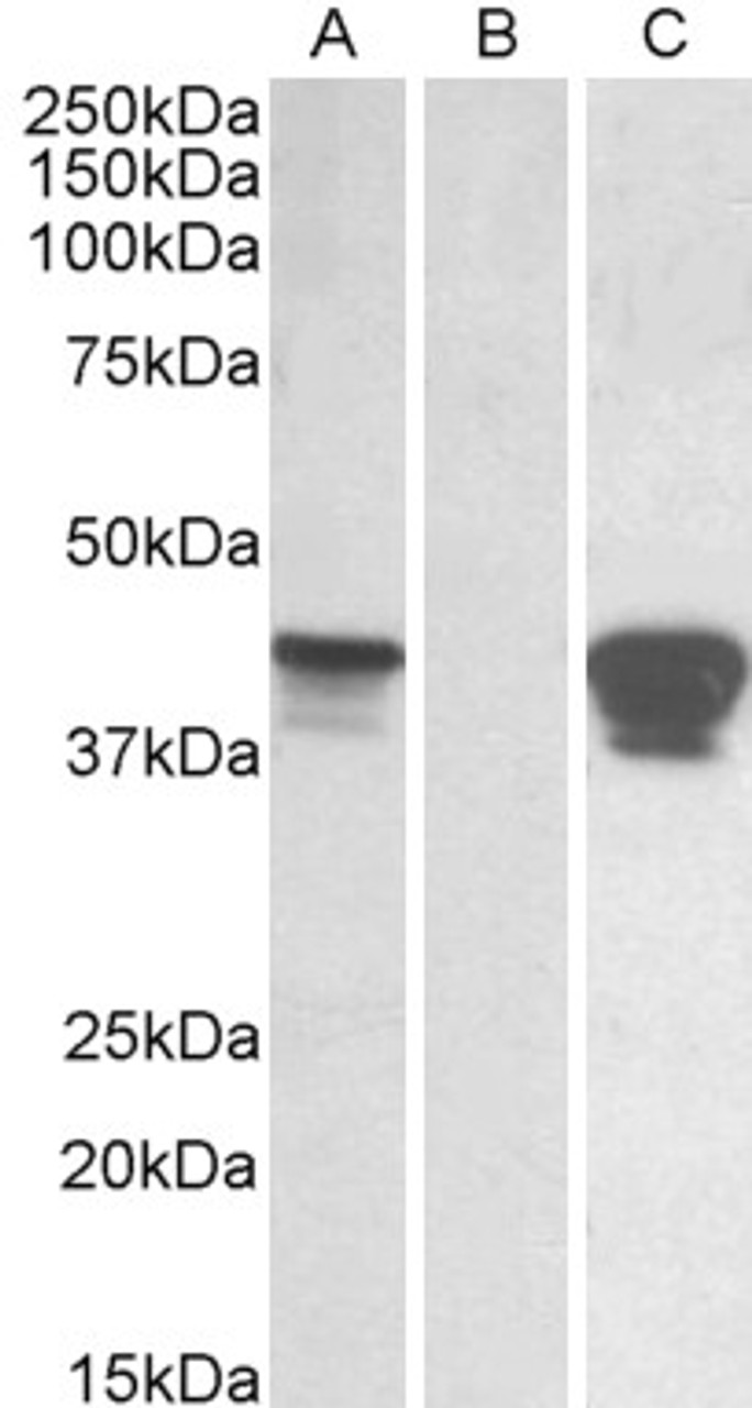 43-363 (0.1ug/ml) staining of Jurkat (A) and NIH3T3 (B) nuclear lysates (35ug protein in RIPA buffer) . Primary incubation was 1 hour. Detected by chemiluminescence.