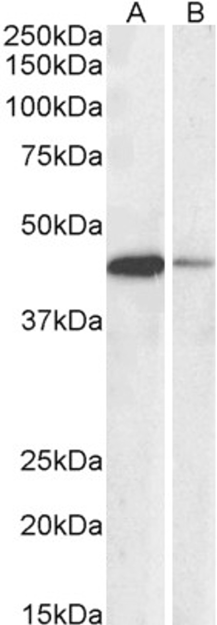 43-372 (0.3ug/ml) staining of HepG2 lysate (35ug protein in RIPA buffer) . Detected by chemiluminescence.