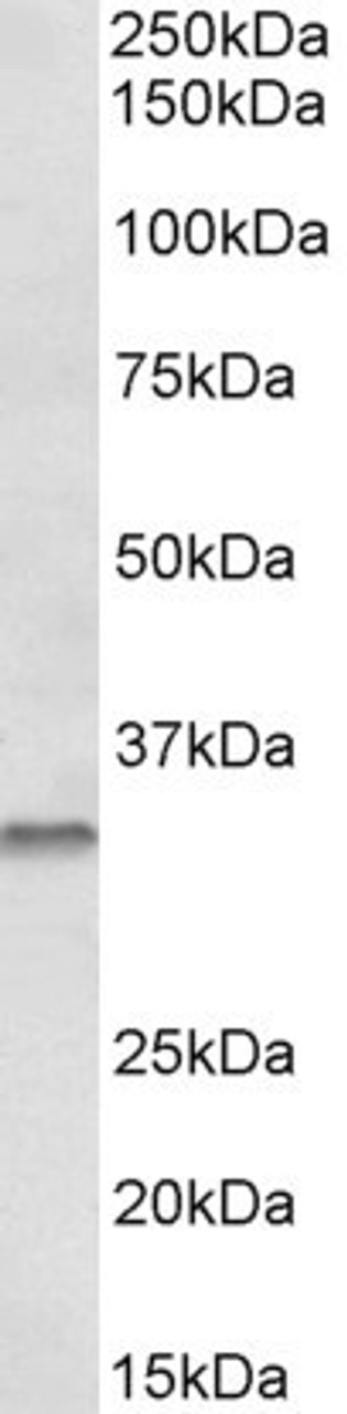 43-375 (5ug/ml) staining of paraffin embedded Human Uterus. Steamed antigen retrieval with citrate buffer pH 6, AP-staining.