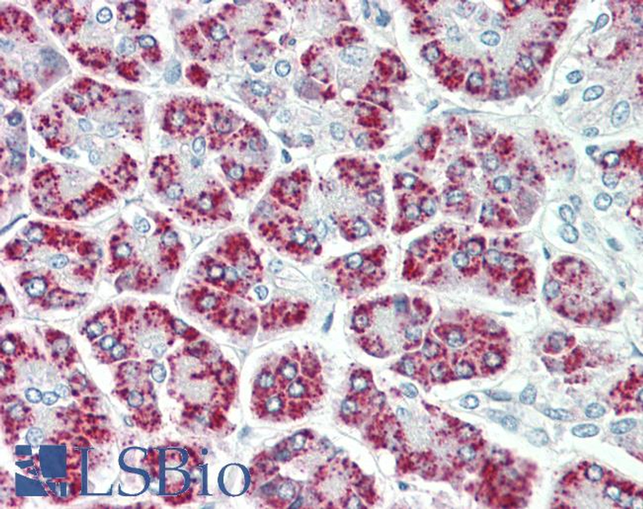 43-377 (0.1ug/ml) staining of Human Testis lysate (35ug protein in RIPA buffer) . Detected by chemiluminescence.