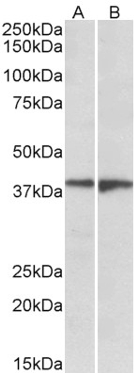 43-392 (0.1ug/ml) staining of K562 lysate (35ug protein in RIPA buffer) . Detected by chemiluminescence.