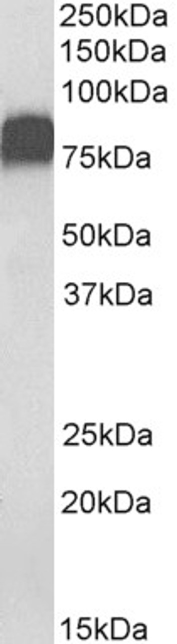 43-394 (0.1ug/ml) staining of Human Liver lysate (35ug protein in RIPA buffer) . Detected by chemiluminescence.