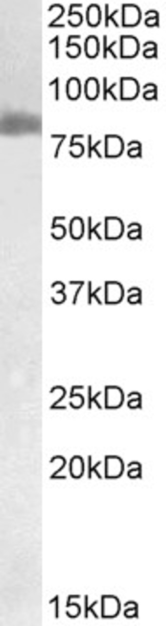 43-400 (2ug/ml) staining of Human Kidney lysate (35ug protein in RIPA buffer) . Primary incubation was 1 hour. Detected by chemiluminescence.