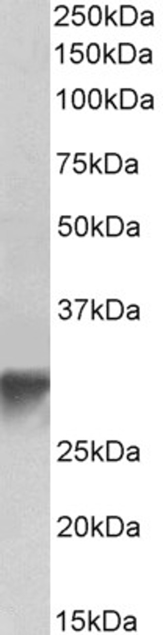 43-429 (1ug/ml) staining of Human lung (A) and Human Umbilical Cord (B) lysates (35ug protein in RIPA buffer) . Primary incubation was 1 hour.