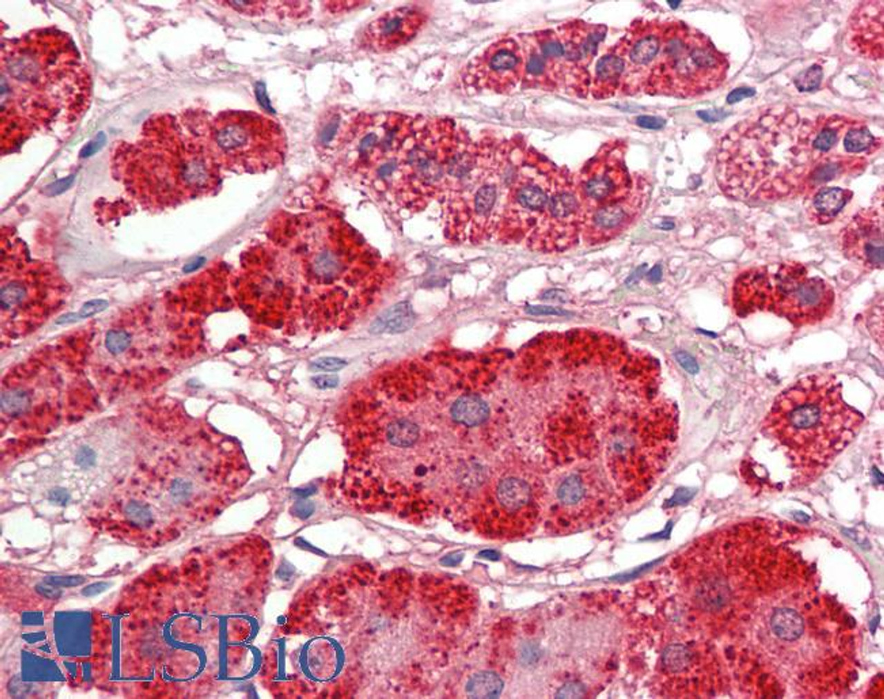 43-440 (5ug/ml) staining of paraffin embedded Human Liver. Steamed antigen retrieval with citrate buffer pH 6, AP-staining.