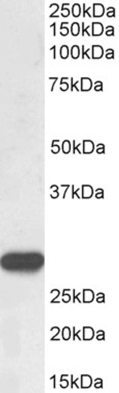 43-463 (1ug/ml) staining of HepG2 nuclear lysate (35ug protein in RIPA buffer) . Detected by chemiluminescence.