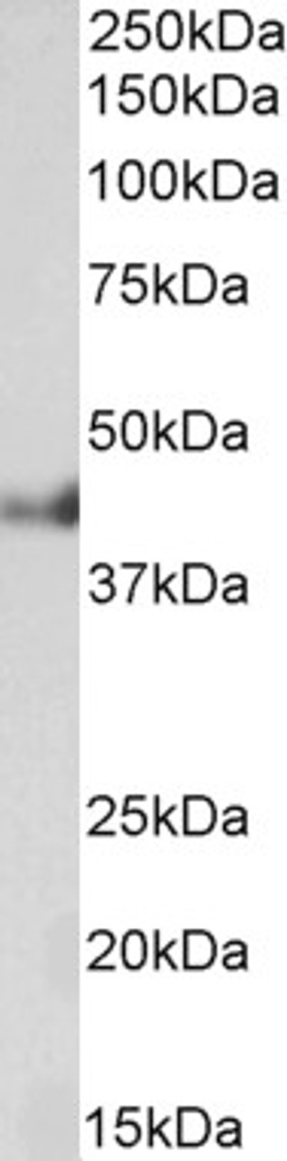 43-469 (1ug/ml) staining of Mouse Kidney lysate (35ug protein in RIPA buffer) . Detected by chemiluminescence.