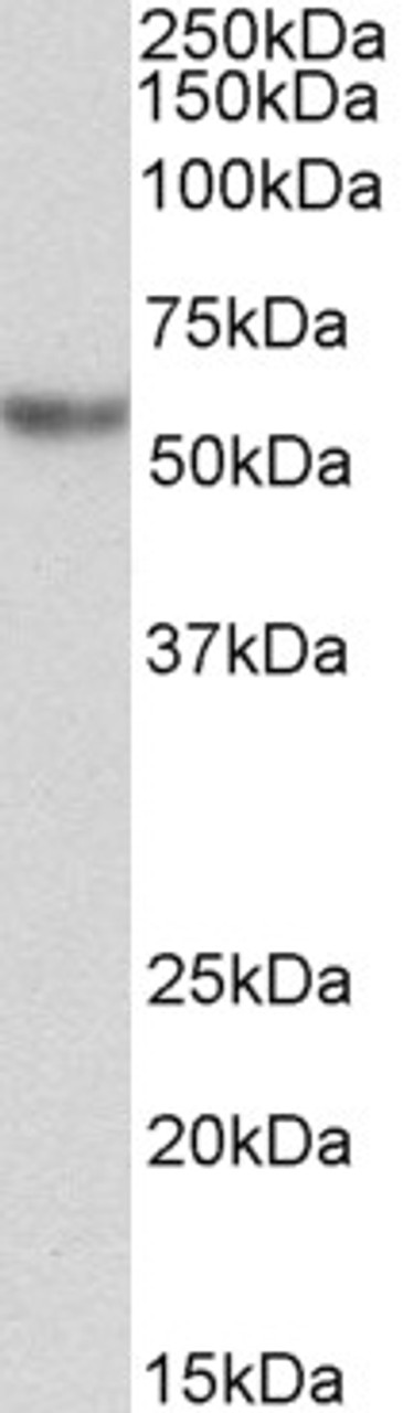 43-473 (1ug/ml) staining of HeLa nuclear lysate (35ug protein in RIPA buffer) . Primary incubation was 1 hour. Detected by chemiluminescence.