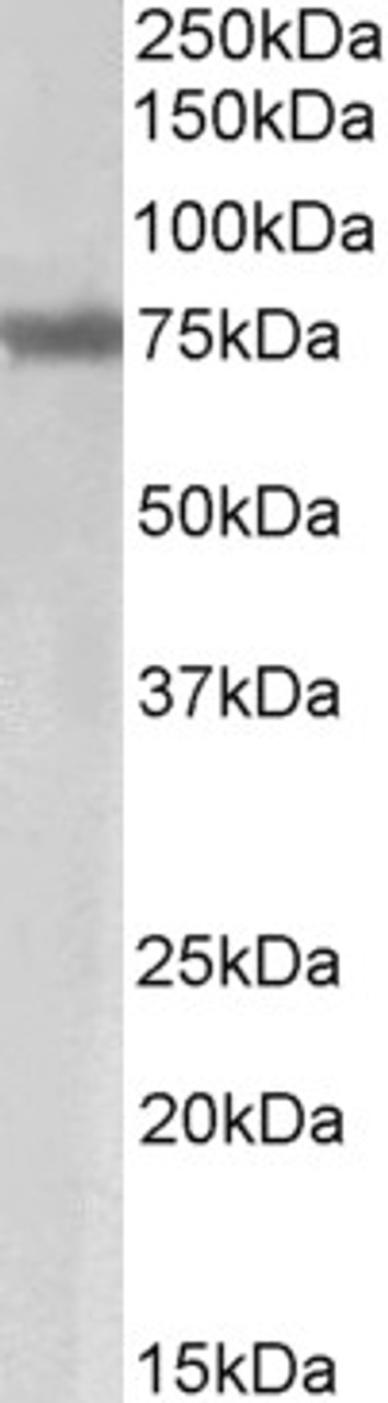 43-479 (0.1ug/ml) staining of Spleen lysate (35ug protein in RIPA buffer) . Primary incubation was 1 hour. Detected by chemiluminescence.