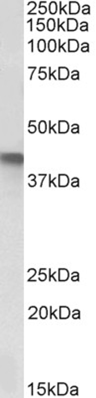 43-499 (5ug/ml) staining of paraffin embedded Human Small Intestine. Steamed antigen retrieval with citrate buffer pH 6, AP-staining.