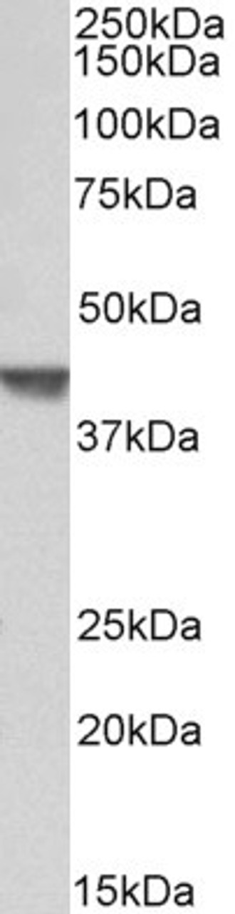 43-507 (5ug/ml) staining of paraffin embedded Human Spleen. Steamed antigen retrieval with citrate buffer pH 6, AP-staining.