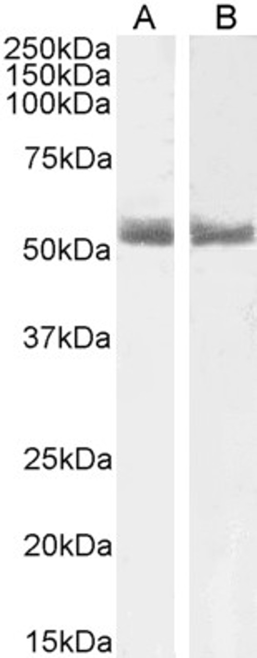 46-591 (5ug/ml) staining of paraffin embedded Human Spleen. Steamed antigen retrieval with citrate buffer pH 6, AP-staining.