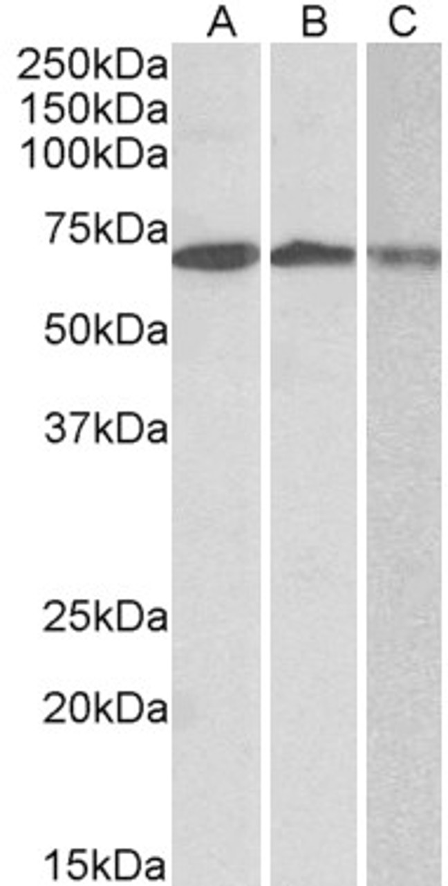 43-510 (0.3ug/ml) staining of Human Liver lysate (35ug protein in RIPA buffer) . Primary incubation was 1 hour. Detected by chemiluminescence.