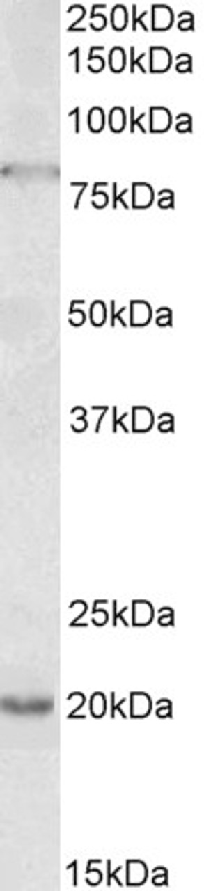 43-513 (5ug/ml) staining of paraffin embedded Human Kidney. Steamed antigen retrieval with citrate buffer pH 6, AP-staining.