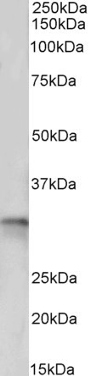 43-543 (2ug/ml) staining of Jurkat nuclear lysate (35ug protein in RIPA buffer) . Primary incubation was 1 hour. Detected by chemiluminescence.