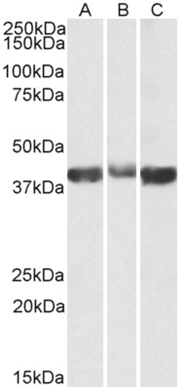 43-546 (0.1ug/ml) staining of Pig Heart lysates (35ug protein in RIPA buffer) . Primary incubation was 1 hour. Detected by chemiluminescence.