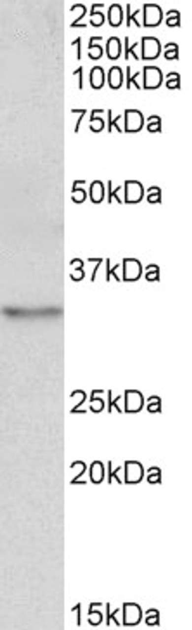 43-547 (5ug/ml) staining of paraffin embedded Human Heart. Steamed antigen retrieval with citrate buffer pH 6, AP-staining.