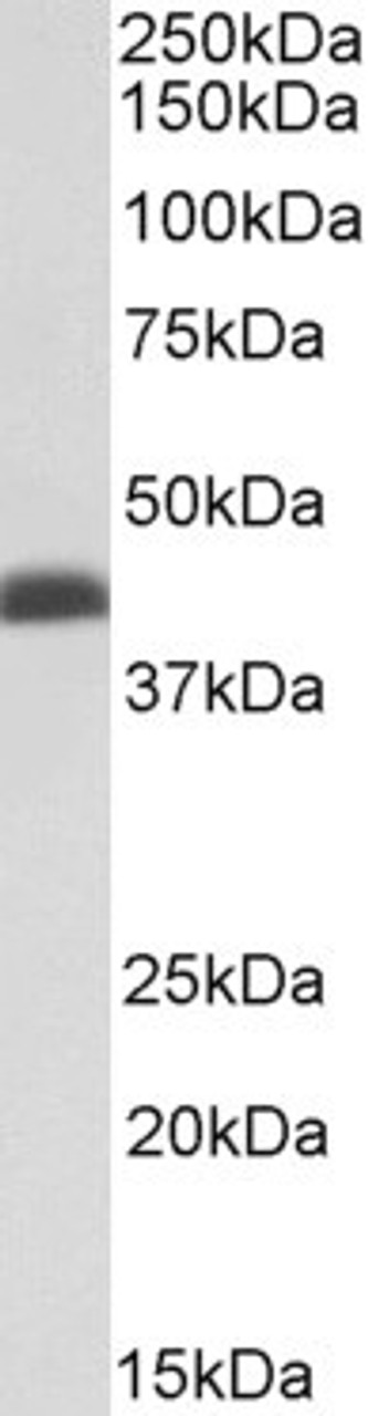 43-555 (0.1ug/ml) staining of Rat Skeletal Muscle lysate (35ug protein in RIPA buffer) . Primary incubation was 1 hour. Detected by chemiluminescence.