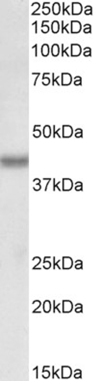 43-556 (0.3ug/ml) staining of HepG2 lysate (35ug protein in RIPA buffer) . Primary incubation was 1 hour. Detected by chemiluminescence.
