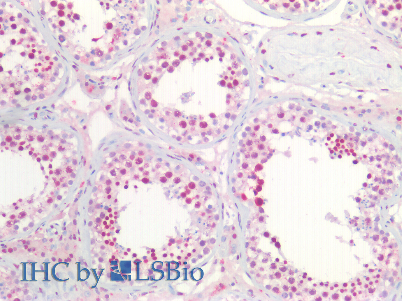 45-099 (1µg/ml) staining of NIH3T3 (A) , (0.1ug/ml) Daudi (B) , Jurkat (C) and (0.01ug/ml) K562 (D) cell lysate (35µg protein in RIPA buffer) . Detected by chemiluminescence.