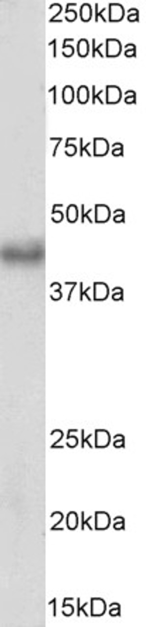 43-561 (1ug/ml) staining of Mouse Liver lysate (35ug protein in RIPA buffer) . Primary incubation was 1 hour. Detected by chemiluminescence.