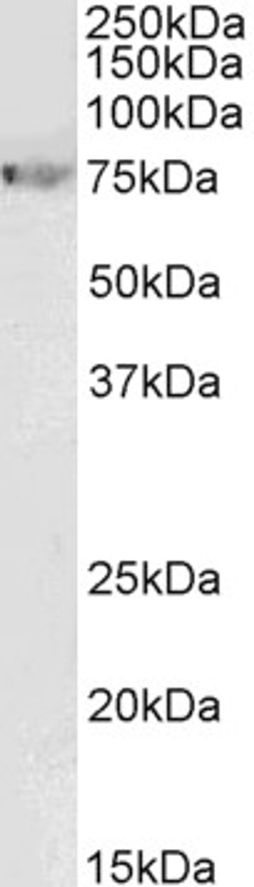 43-565 (1ug/ml) staining of NIH3T3 lysate (35ug protein in RIPA buffer) . Primary incubation was 1 hour. Detected by chemiluminescence.