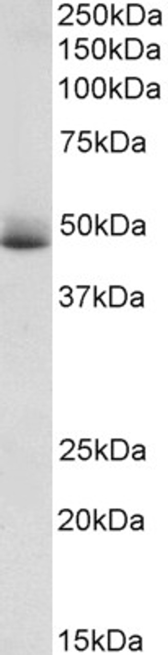 43-585 (0.01ug/ml) staining of Human Adrenal Gland lysate (35ug protein in RIPA buffer) . Primary incubation was 1 hour. Detected by chemiluminescence.