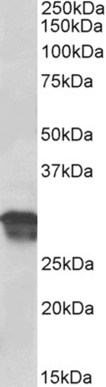 43-590 (0.3ug/ml) staining of HeLa lysate (35ug protein in RIPA buffer) . Primary incubation was 1 hour. Detected by chemiluminescence.