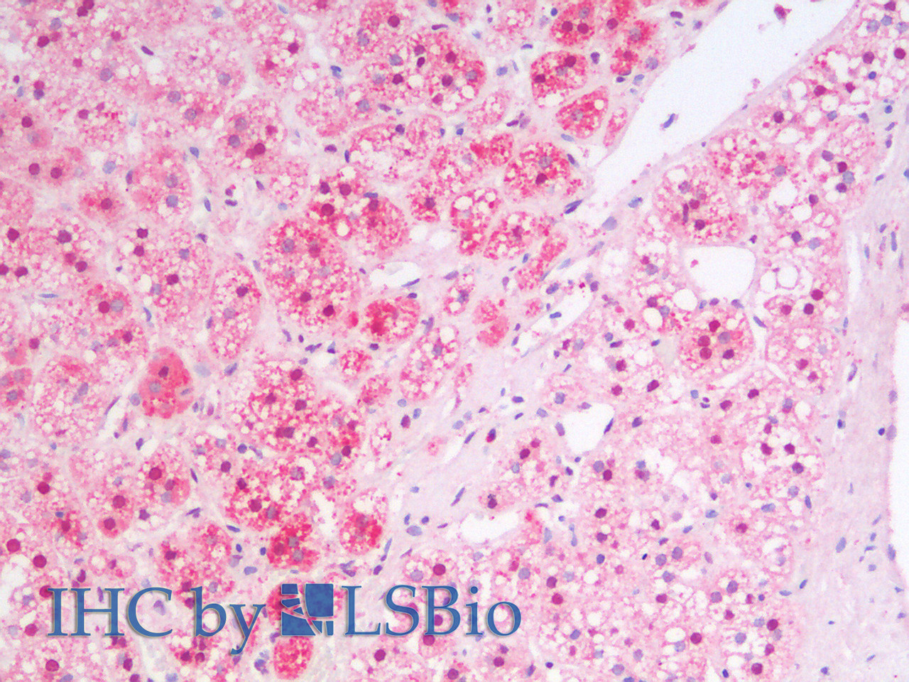 43-595 (0.03ug/ml) staining of Human Kidney lysate (35ug protein in RIPA buffer) . Primary incubation was 1 hour. Detected by chemiluminescence.