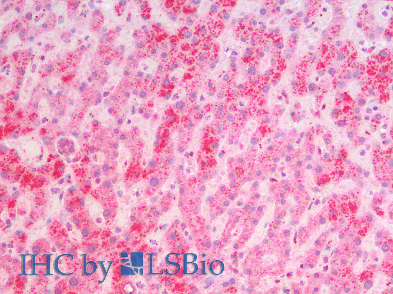 43-596 (0.3ug/ml) staining of HEK293 lysate (35ug protein in RIPA buffer) . Detected by chemiluminescence.