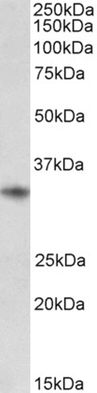 43-615 (0.1ug/ml) staining of Kelly lysate (35ug protein in RIPA buffer) . Detected by chemiluminescence.