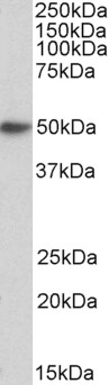 43-615 (0.3ug/ml) staining of fetal Mouse Brain lysate (35ug protein in RIPA buffer) . Detected by chemiluminescence.