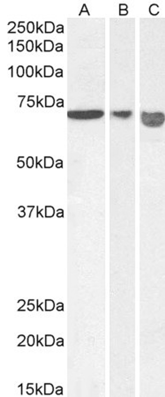 43-645 (0.3ug/ml) staining of Mouse fetal Brain lysate (35ug protein in RIPA buffer) . Detected by chemiluminescence.