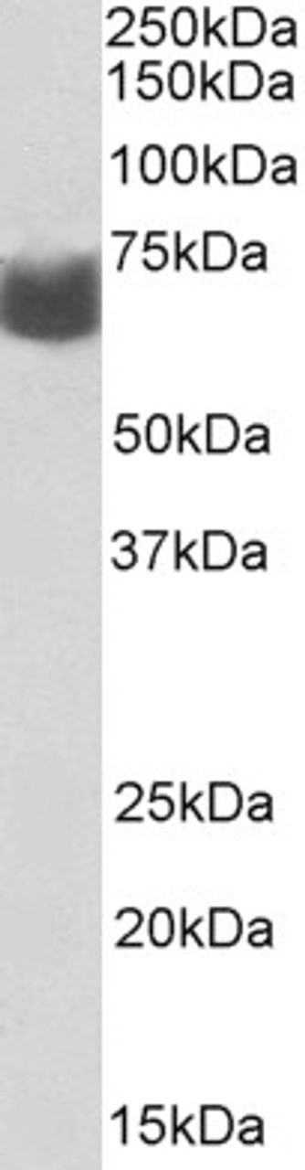 43-648 (0.3ug/ml) staining of Jurkat (A) and HeLa (B) lysates (35ug protein in RIPA buffer) . Primary incubation was 1 hour. Detected by chemiluminescence.