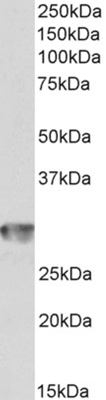 43-657 (0.1ug/ml) staining of NIH3T3 lysate (35ug protein in RIPA buffer) Detected by chemiluminescence.