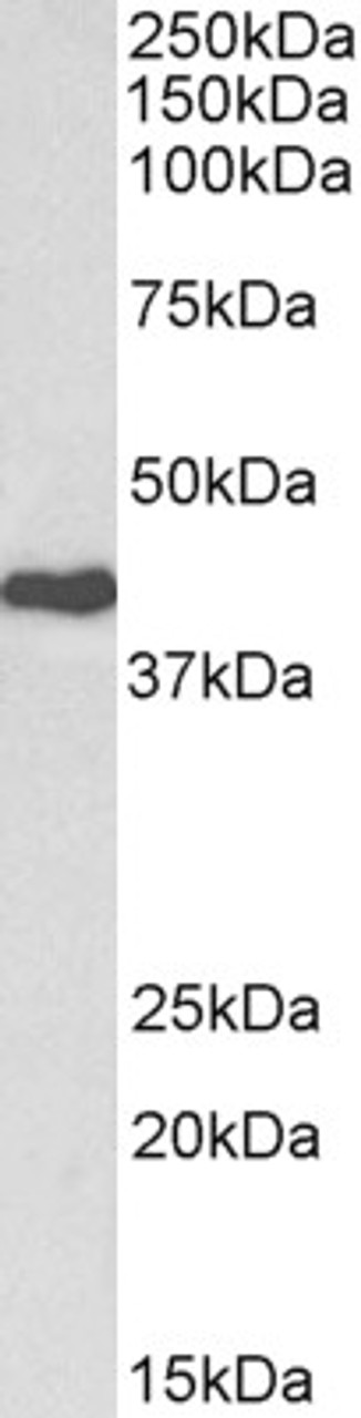 43-671 (0.1ug/ml) staining of Human (A) and Mouse (B) Heart lysate (35ug protein in RIPA buffer) . Primary incubation was 1 hour. Detected by chemiluminescence.