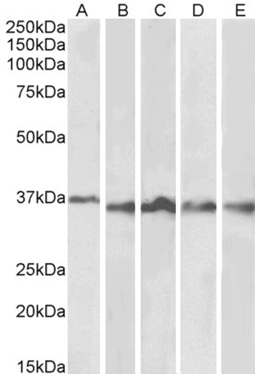 43-680 (0.1ug/ml) staining of Daudi (A) and Mouse Spleen (B) lysates (35ug protein in RIPA buffer) . Detected by chemiluminescence.