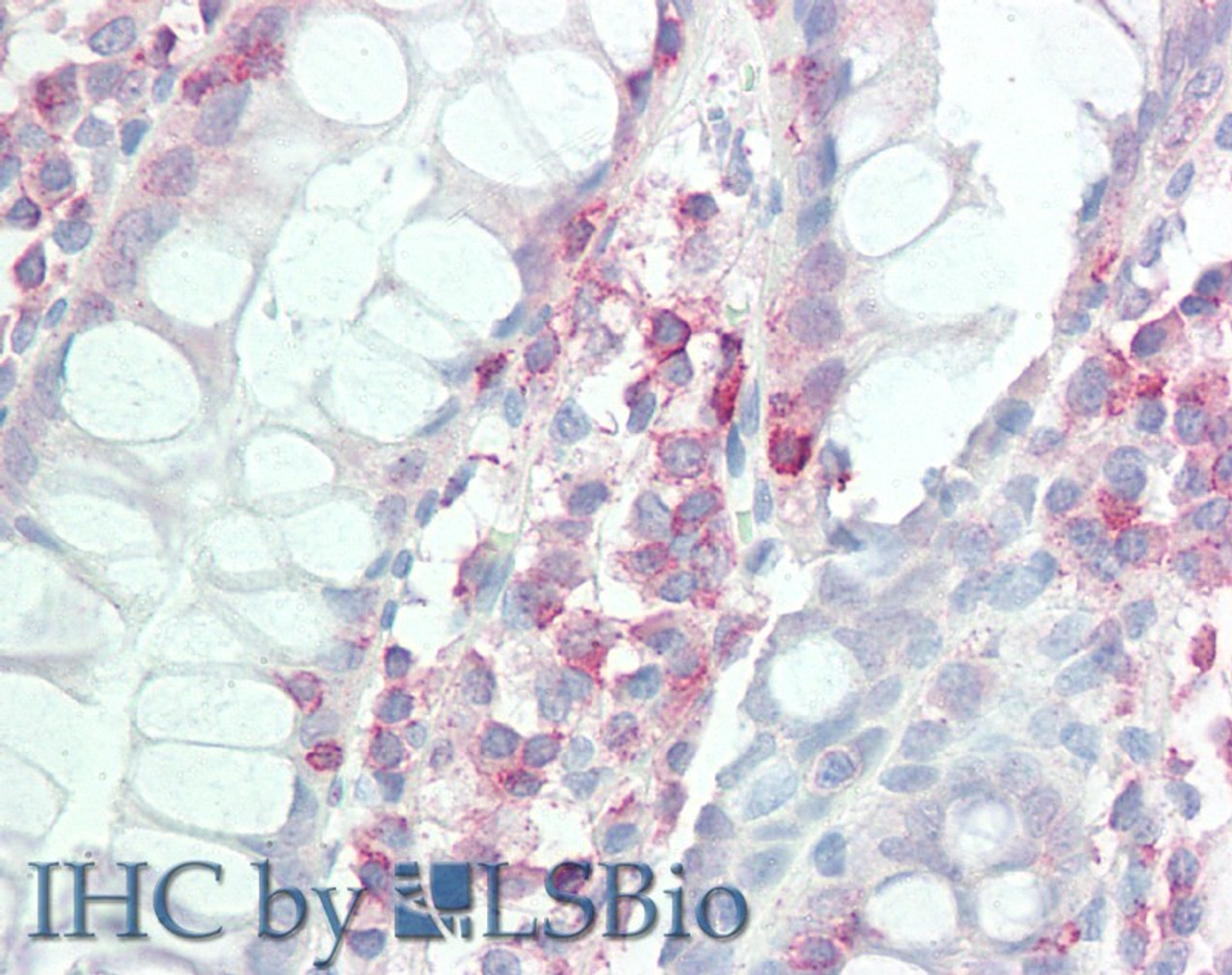 43-682 (5ug/ml) staining of paraffin embedded Human Cortex. Steamed antigen retrieval with citrate buffer pH 6, AP-staining.