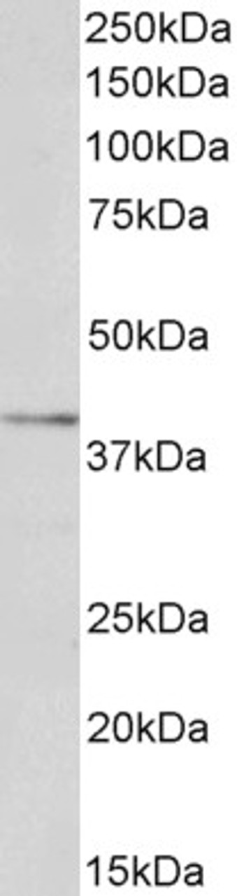 43-692 (0.3ug/ml) staining of HEK293 (A) and HeLa (B) lysate (35ug protein in RIPA buffer) . Primary incubation was 1 hour. Detected by chemiluminescence.
