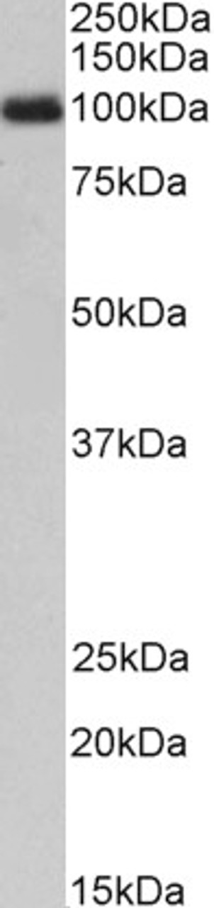 43-697 (1ug/ml) staining of Human Placenta lysate (35ug protein in RIPA buffer) . Primary incubation was 1 hour. Detected by chemiluminescence.