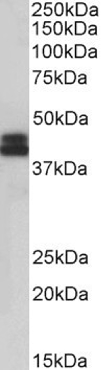 43-711 (0.1ug/ml) staining of HEK293 (A) and HeLa (B) lysates (35ug protein in RIPA buffer) . Detected by chemiluminescence.