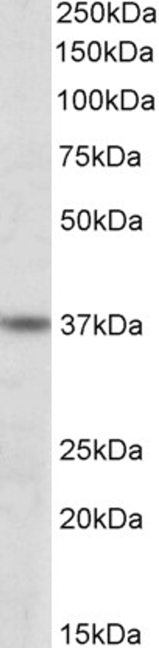 45-013 (0.3ug/ml) staining of lysate of cell line K562 (35ug protein in RIPA buffer) . Detected by chemiluminescence.